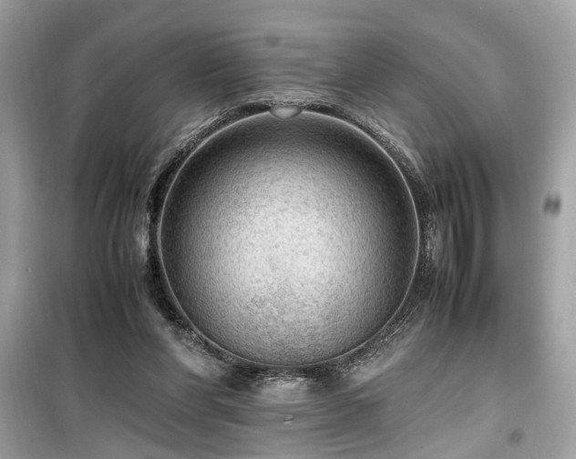X0000099530206200805161219