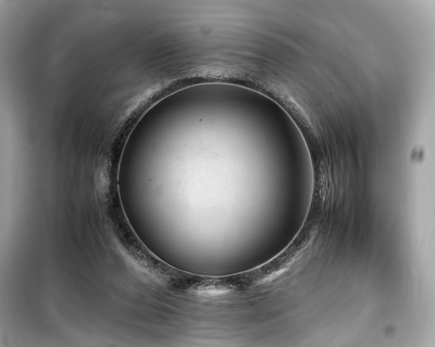 X0000099530208200805161219