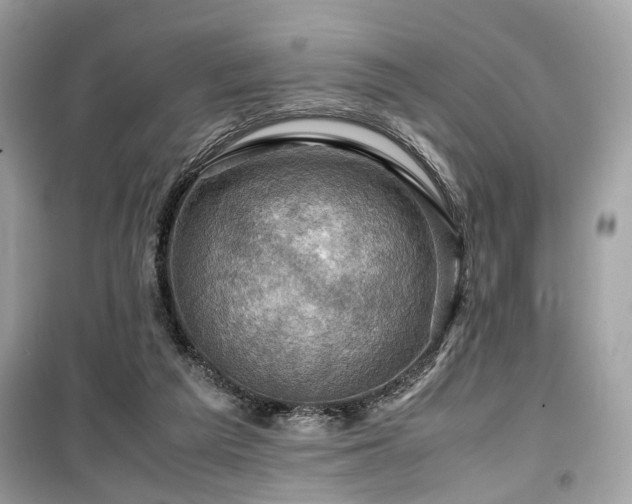X0000099530209200805161219