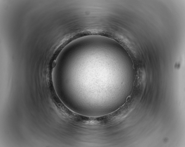 X0000099530212200805161219