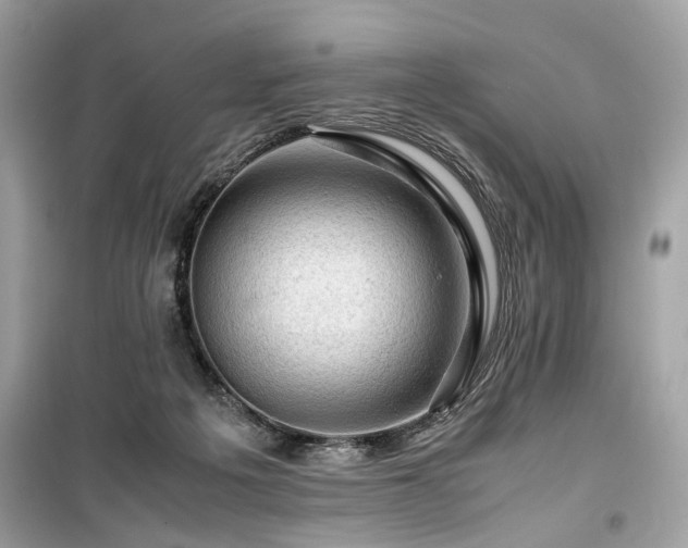 X0000099530217200805161219