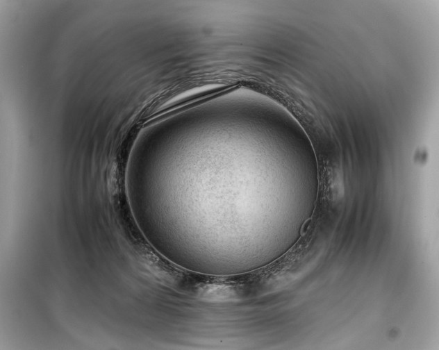X0000099530224200805161219