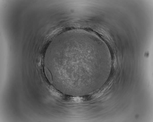 X0000099530233200805161219