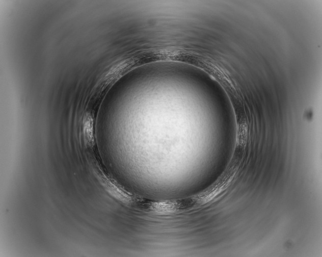 X0000099530238200805161219