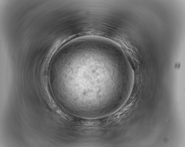 X0000099530241200805161218