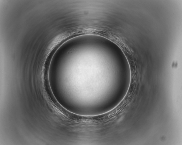 X0000099530242200805161218