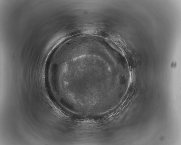 X0000099530243200805161218