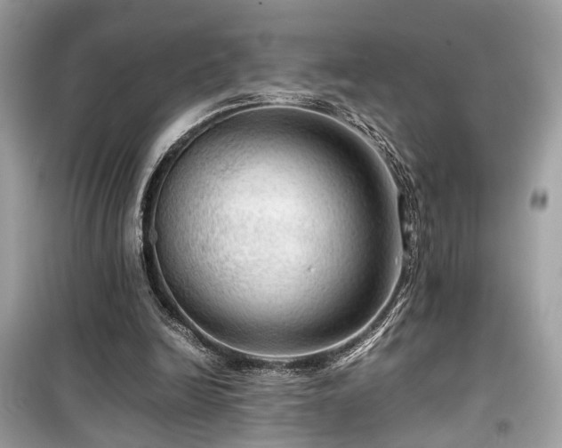 X0000099530246200805161218