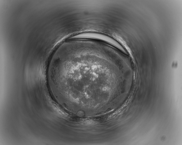 X0000099530249200805161218