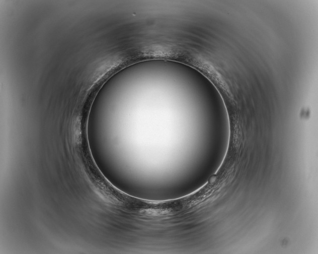X0000099530251200805161218