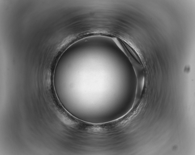 X0000099530253200805161218