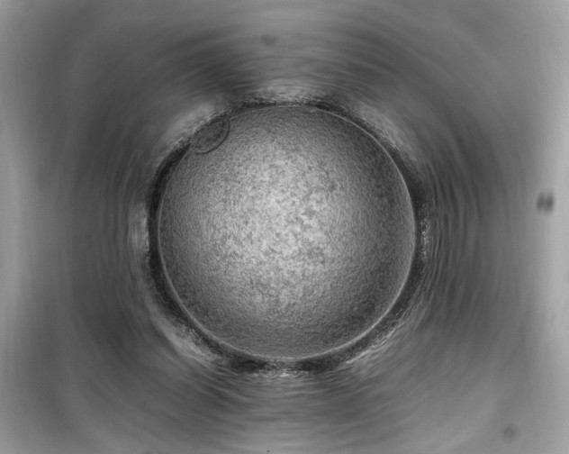 X0000099530254200805161218