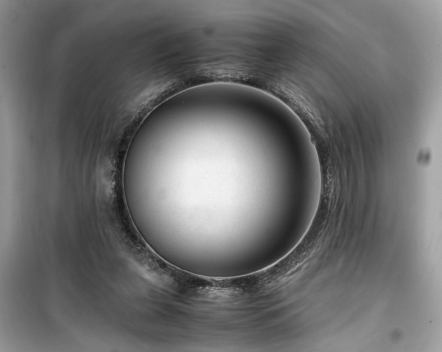 X0000099530255200805161218