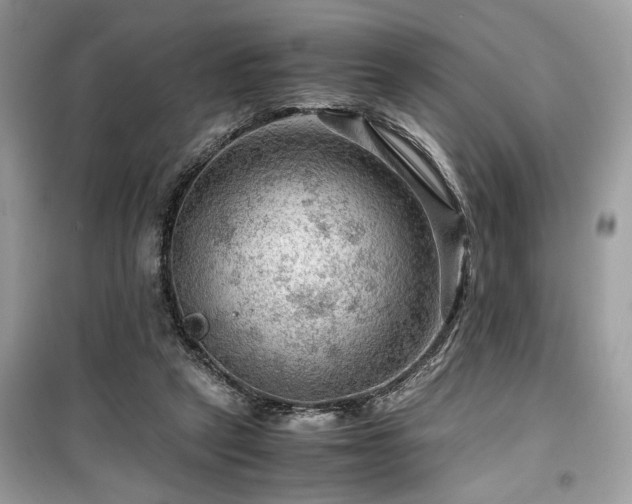 X0000099530257200805161218