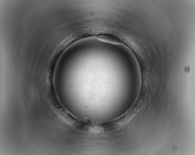 X0000099530258200805161218