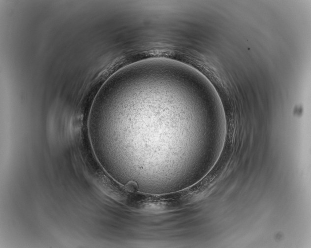 X0000099530263200805161218