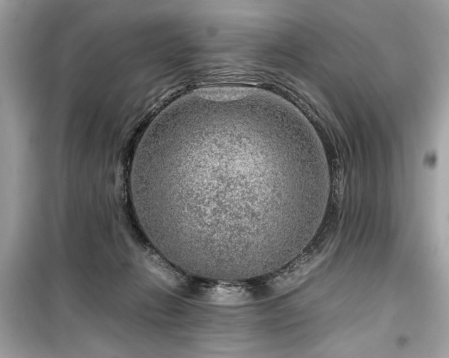 X0000099530270200805161218