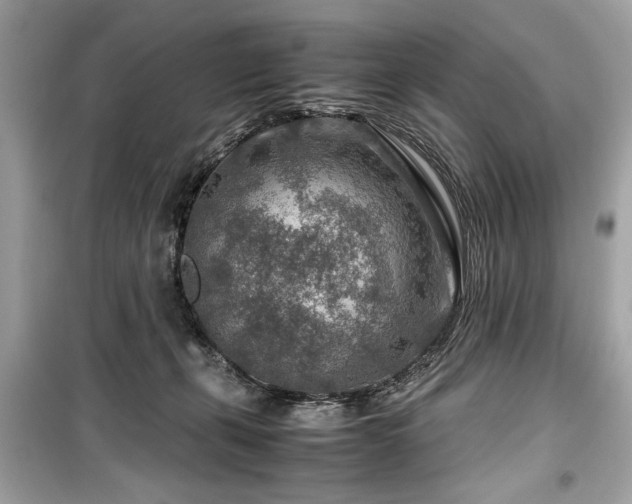 X0000099530271200805161218