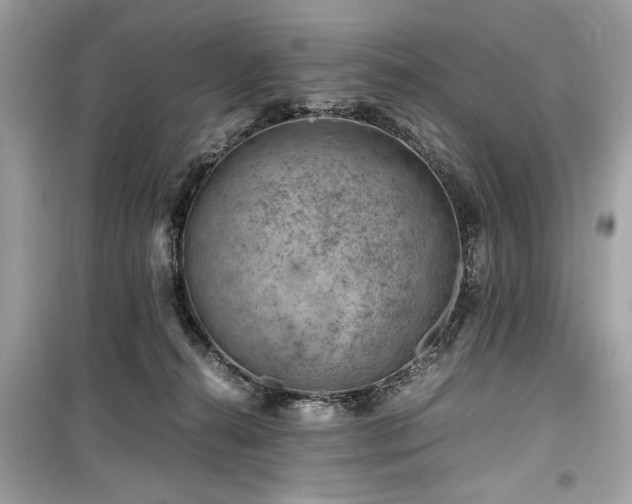 X0000099530272200805161218