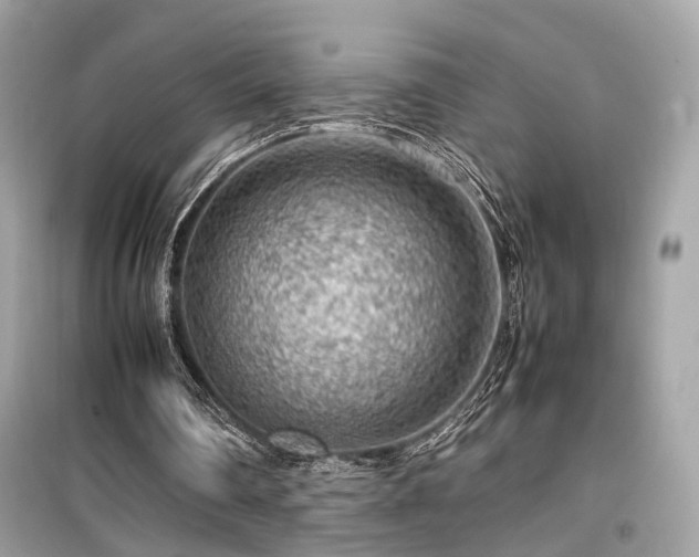 X0000099530290200805161218