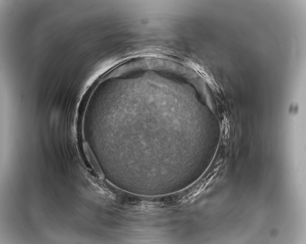 X0000099530292200805161218