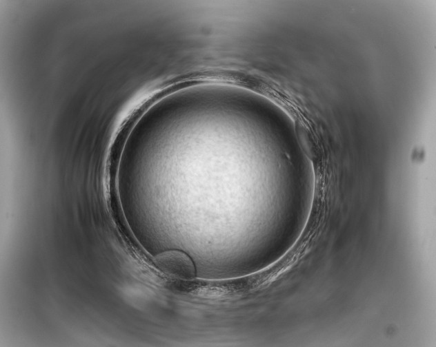 X0000099530294200805161218