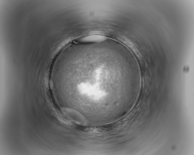 X0000099530297200805161218