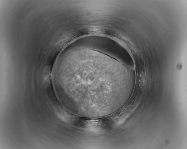 X0000099530320200805161218