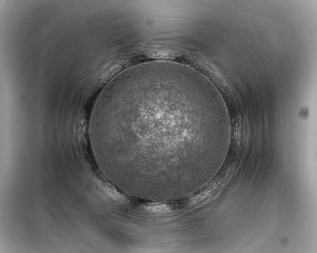 X0000099530322200805161218