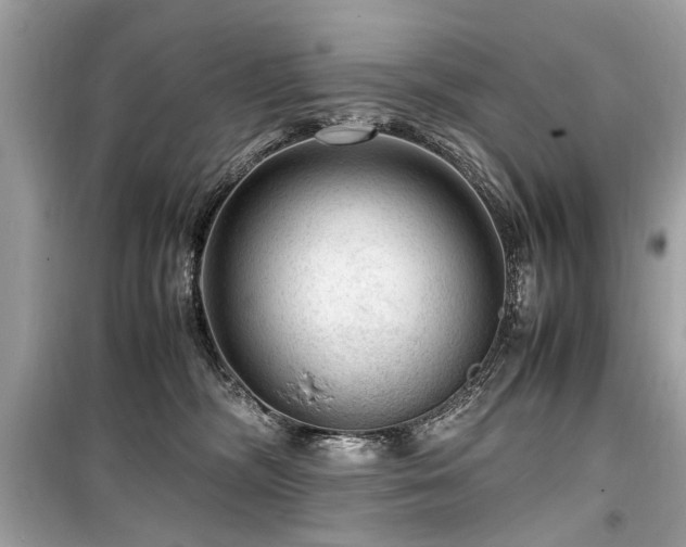X0000099530326200805161217
