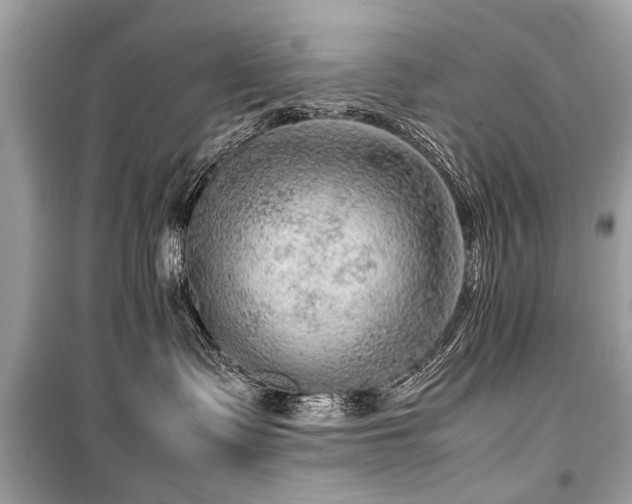 X0000099530335200805161217