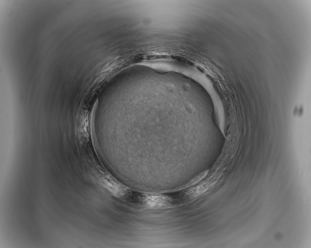 X0000099530336200805161217