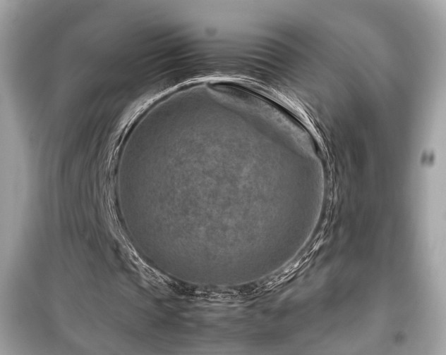 X0000099530337200805161217