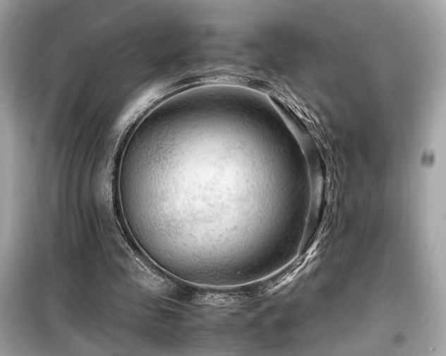 X0000099530341200805161217