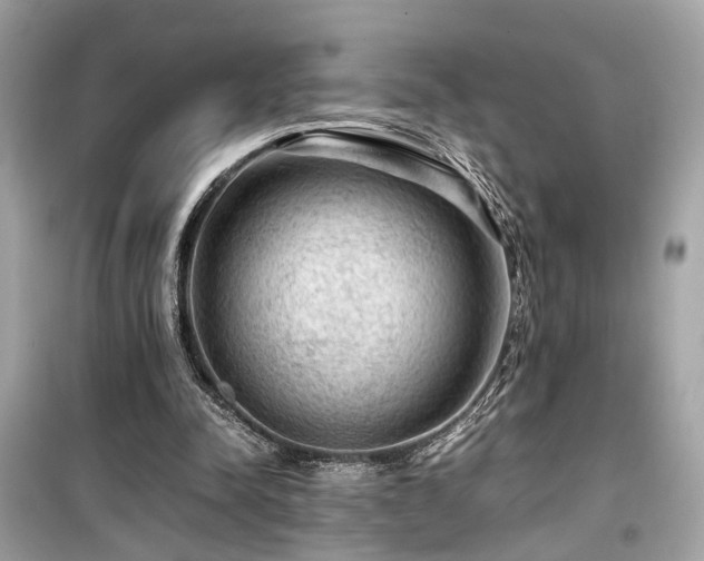 X0000099530342200805161217