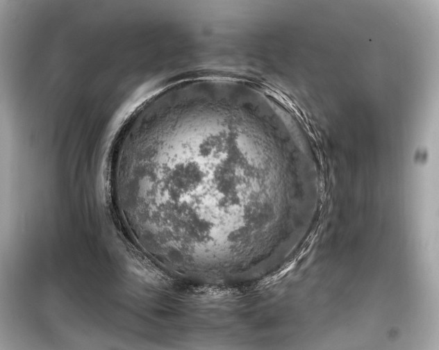 X0000099530343200805161217