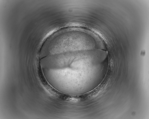 X0000099530352200805161217