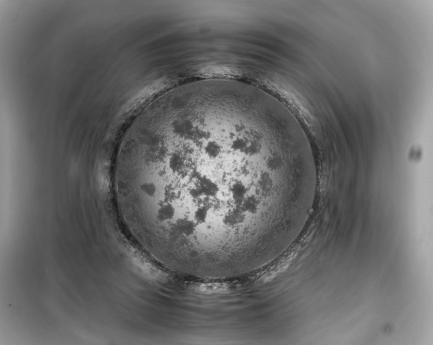 X0000099530353200805161217