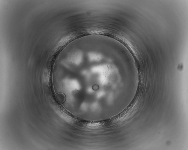 X0000099530357200805161217