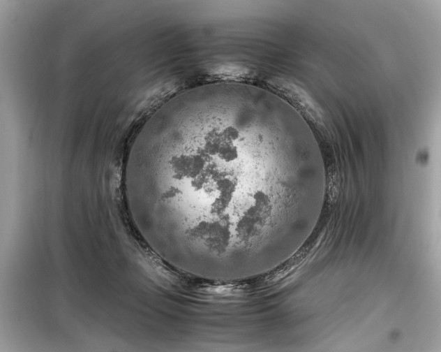 X0000099530365200805161217