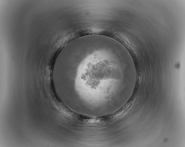 X0000099530366200805161217