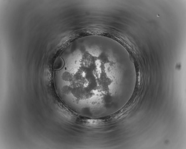 X0000099530371200805161217