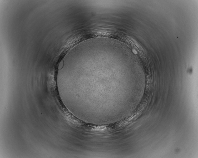 X0000099530377200805161217
