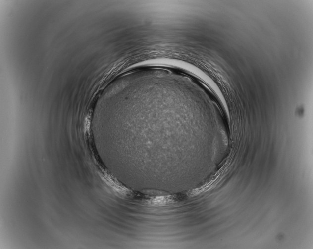 X0000099530382200805161217