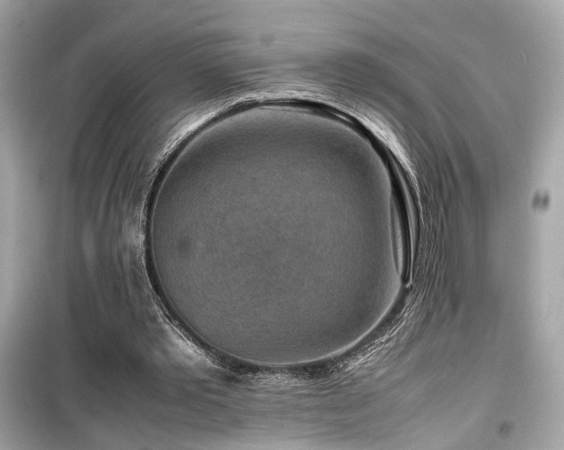 X0000099530389200805161217