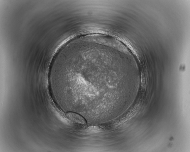 X0000099530390200805161216