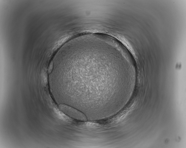 X0000099530393200805161216