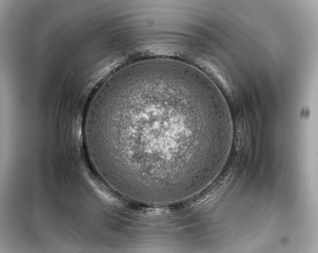 X0000099530398200805161216