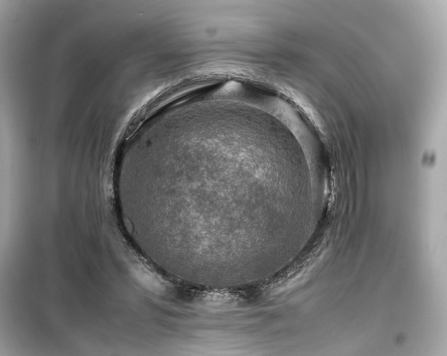 X0000099530399200805161216