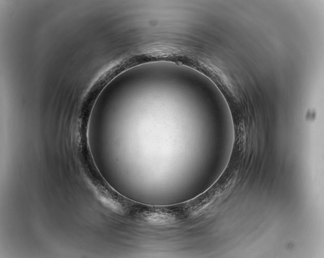 X0000099530400200805161216